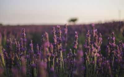 Antibiotics and Candida overgrowth