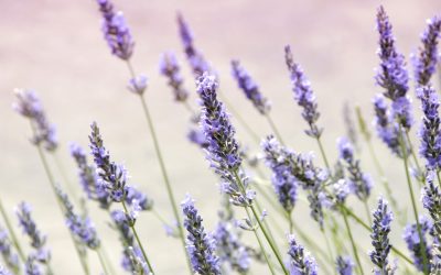 The link between Autoimmune Diseases and Candida Overgrowth