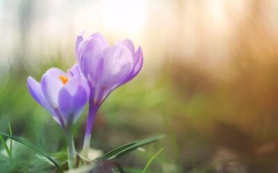 Homeopathy for nausea during menopause