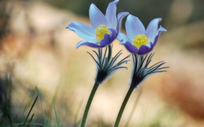 Fatigue and Menopause